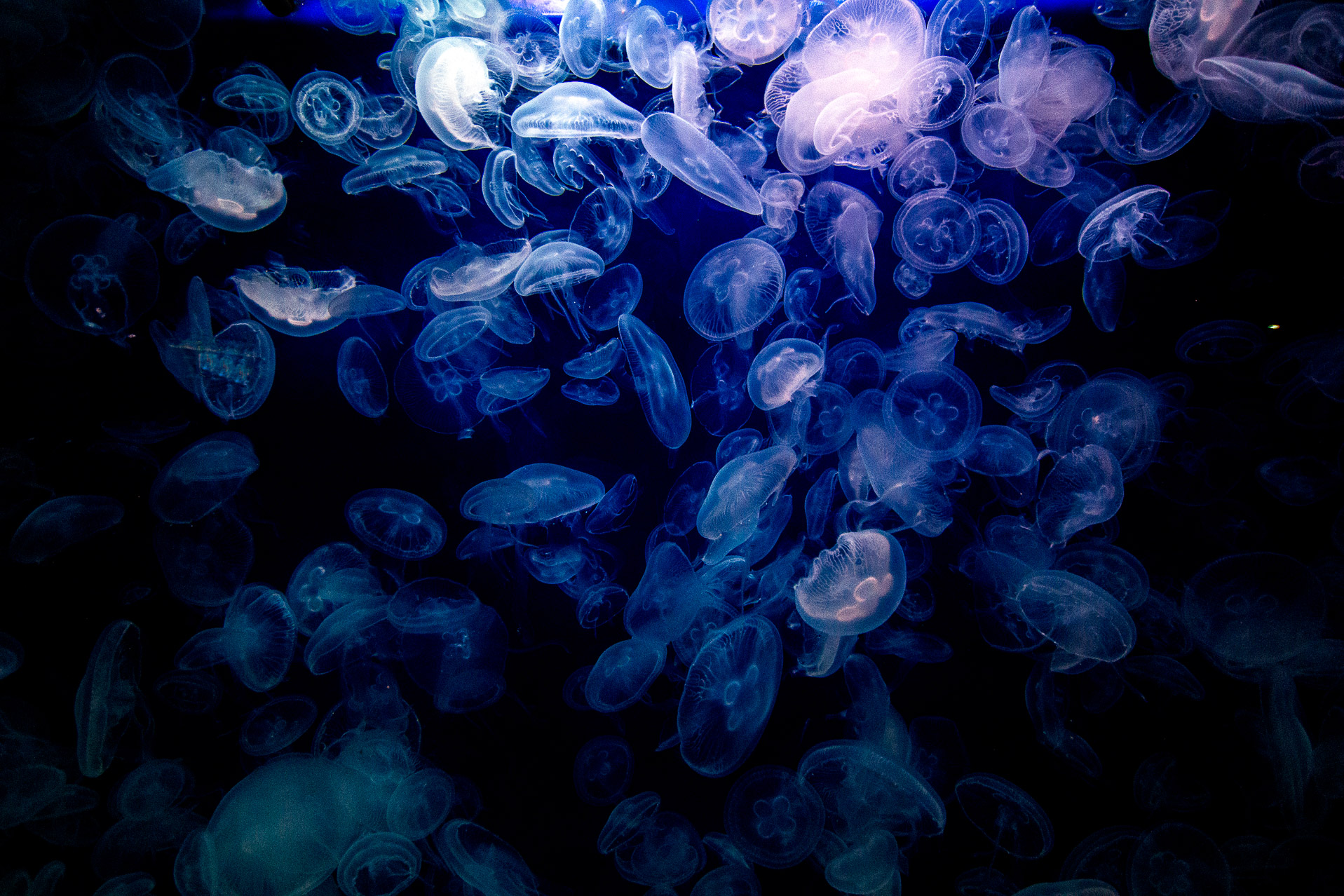 Méduse en gros plan, photographie couleur