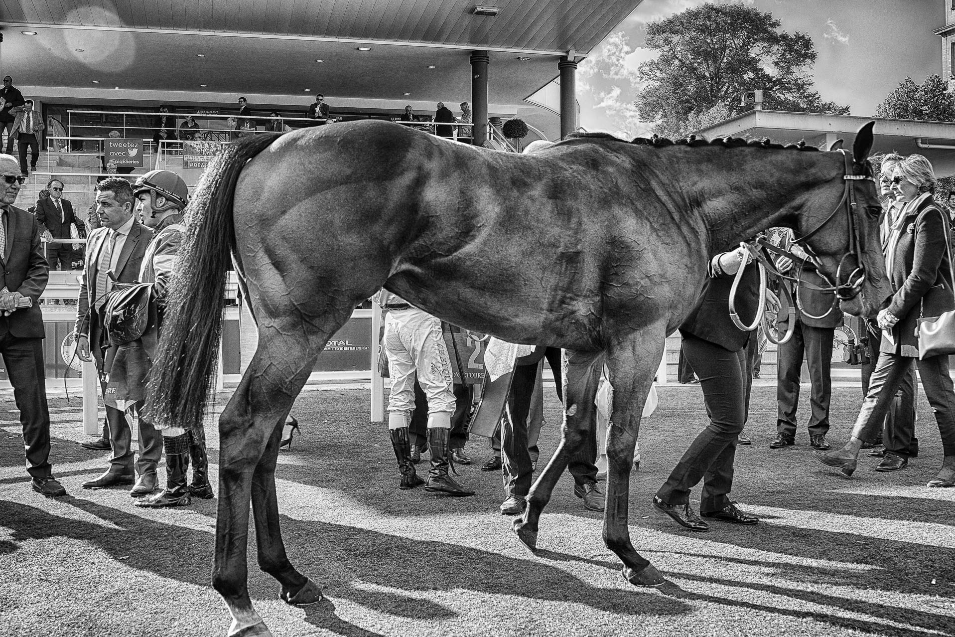 Portrait de cheval, photographie noir et blanc