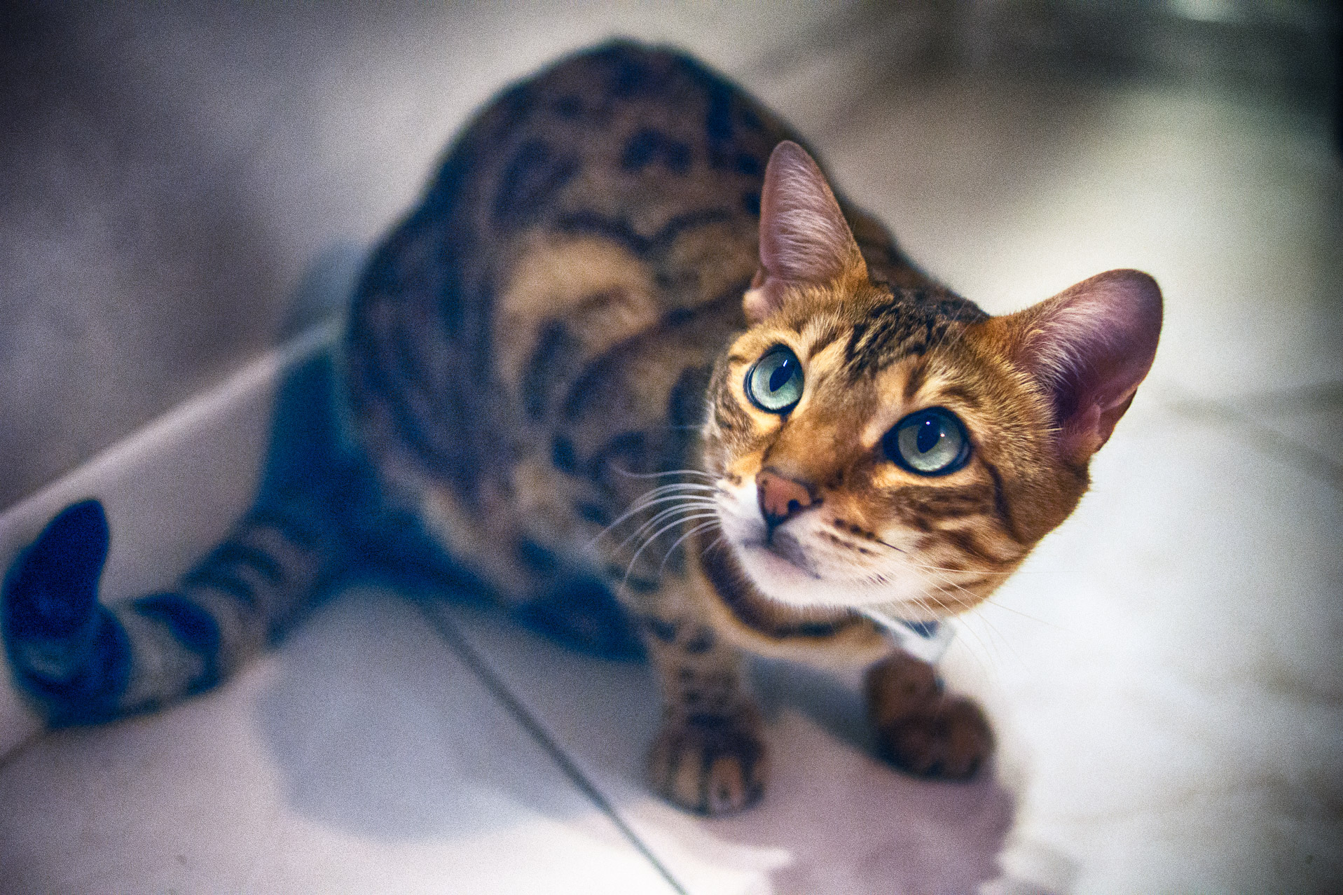 Portrait de chat, photographie couleur